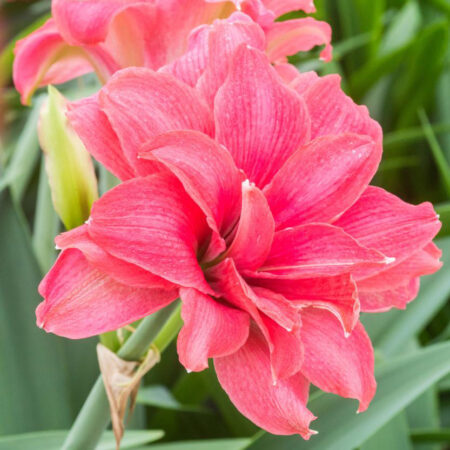 Fall Bulb Amaryllis Double Candy Nymph - each