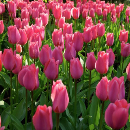 Fall Bulb Tulip Extended Bloom Mix Pink - 9 pack