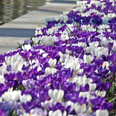 Fall Bulb Crocus Blend Butterfly Paradise - 10 pack