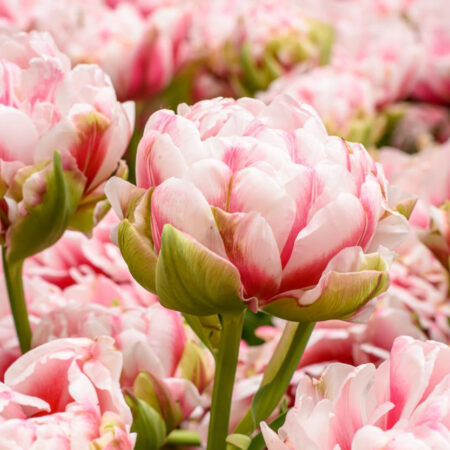 Fall Bulb Tulip Double Late Chandelier - 10 pack