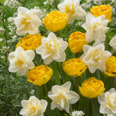 Fall Bulb Flower Blend Moon & Stars - 8 pack